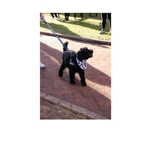 Dog Bandana
