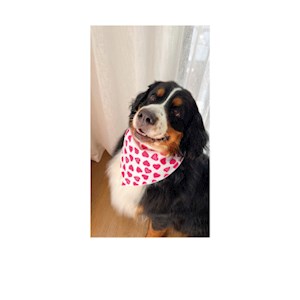 Dog Bandana